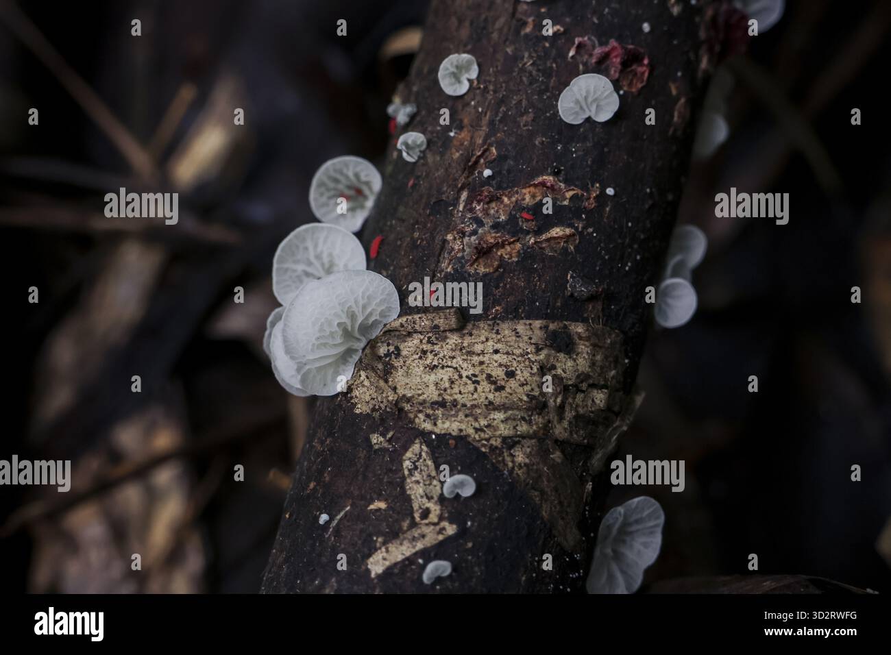 Kleine Gruppe von lichtdurchlässigen weißen Pilzen, die auf dunklen, strukturierten Baumzweigen in natürlicher, organischer Umgebung wachsen und ein Gefühl von zarter Schönheit und Qui vermitteln Stockfoto