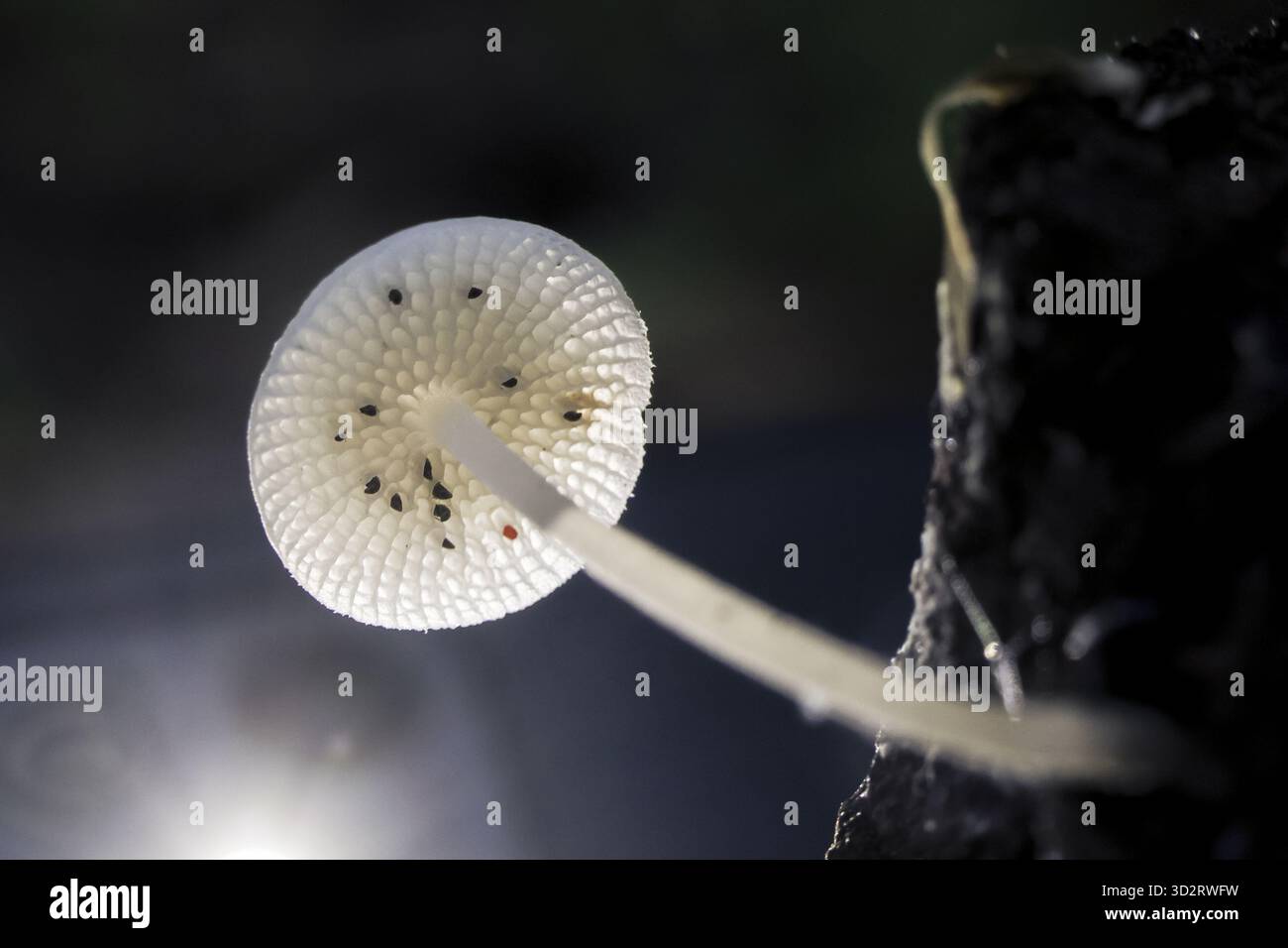 Die zarte weiße Pilzmütze mit filigranen Kiemen leuchtet vor ätherischer Schönheit, Symbol für die subtilen Wunder der Natur und seine ruhige Widerstandsfähigkeit Stockfoto