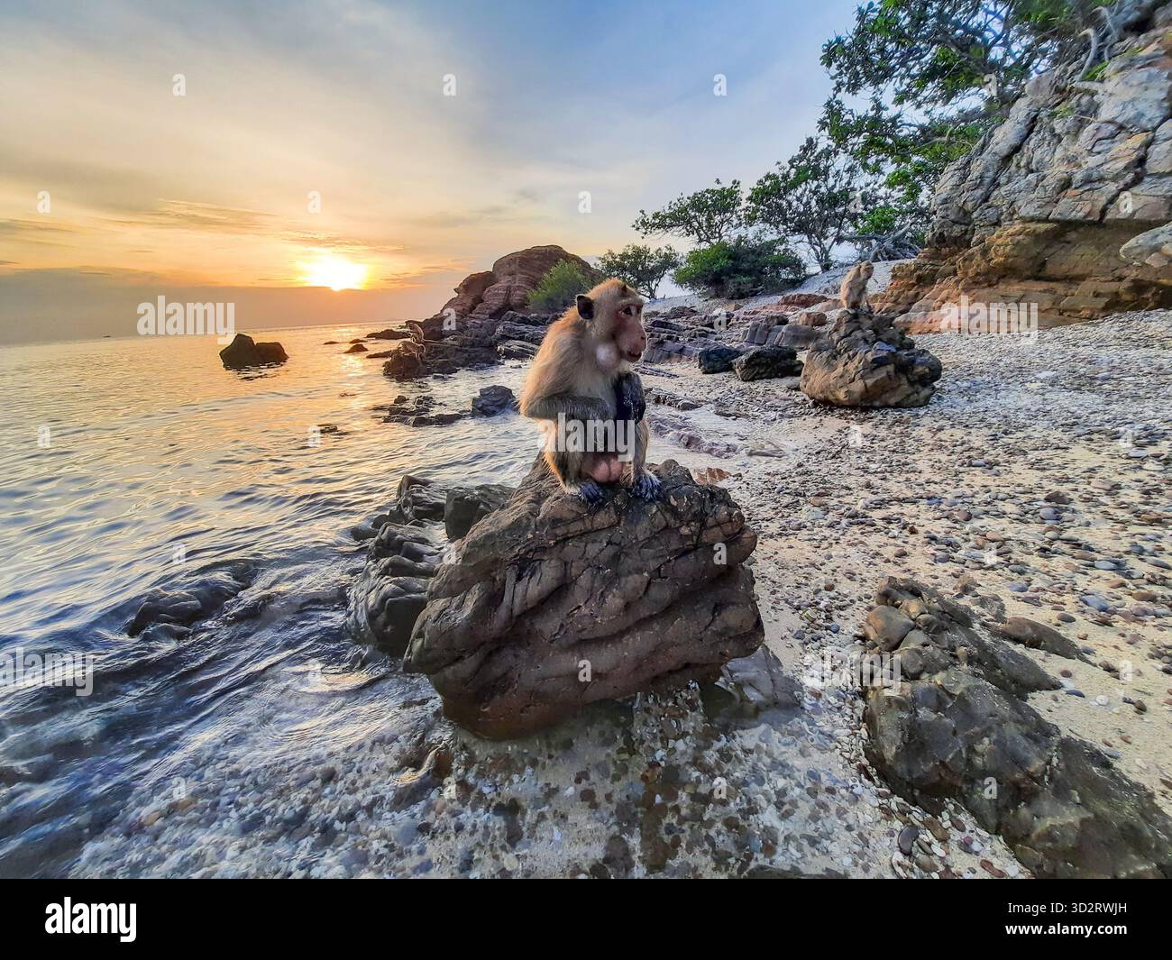 Wilder Affe sitzt auf Felsen am ruhigen Strand während des atemberaubenden Sonnenuntergangs, sein Blick nachdenklich und introspektiv. goldenes Licht malt Himmel und Meer und schafft Stockfoto