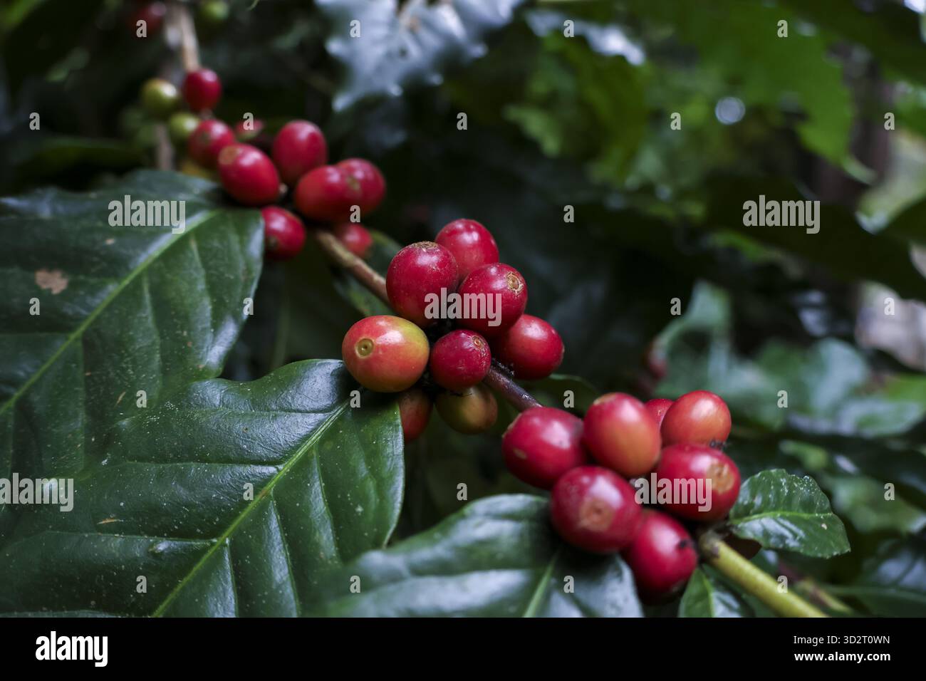 Nahaufnahme eines Zweigs frischer Kaffeebohnen, der lebendige rote reife Kirschfrucht auf grüner Blattpflanze zeigt. Natürliche, landwirtschaftlich geprägte Szene mit Frische Stockfoto