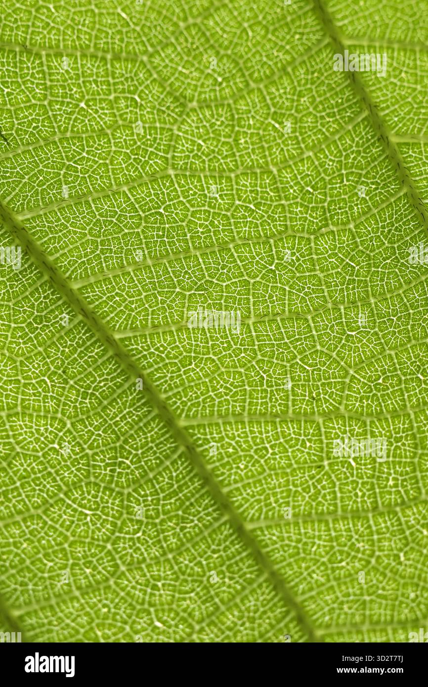 Die detaillierte Makroansicht des lebendigen grünen Blattes zeigt seine komplizierte Textur und Adern. Dieser frische, natürliche Hintergrund weckt ein Gefühl von Ruhe und gesunder neuer l Stockfoto
