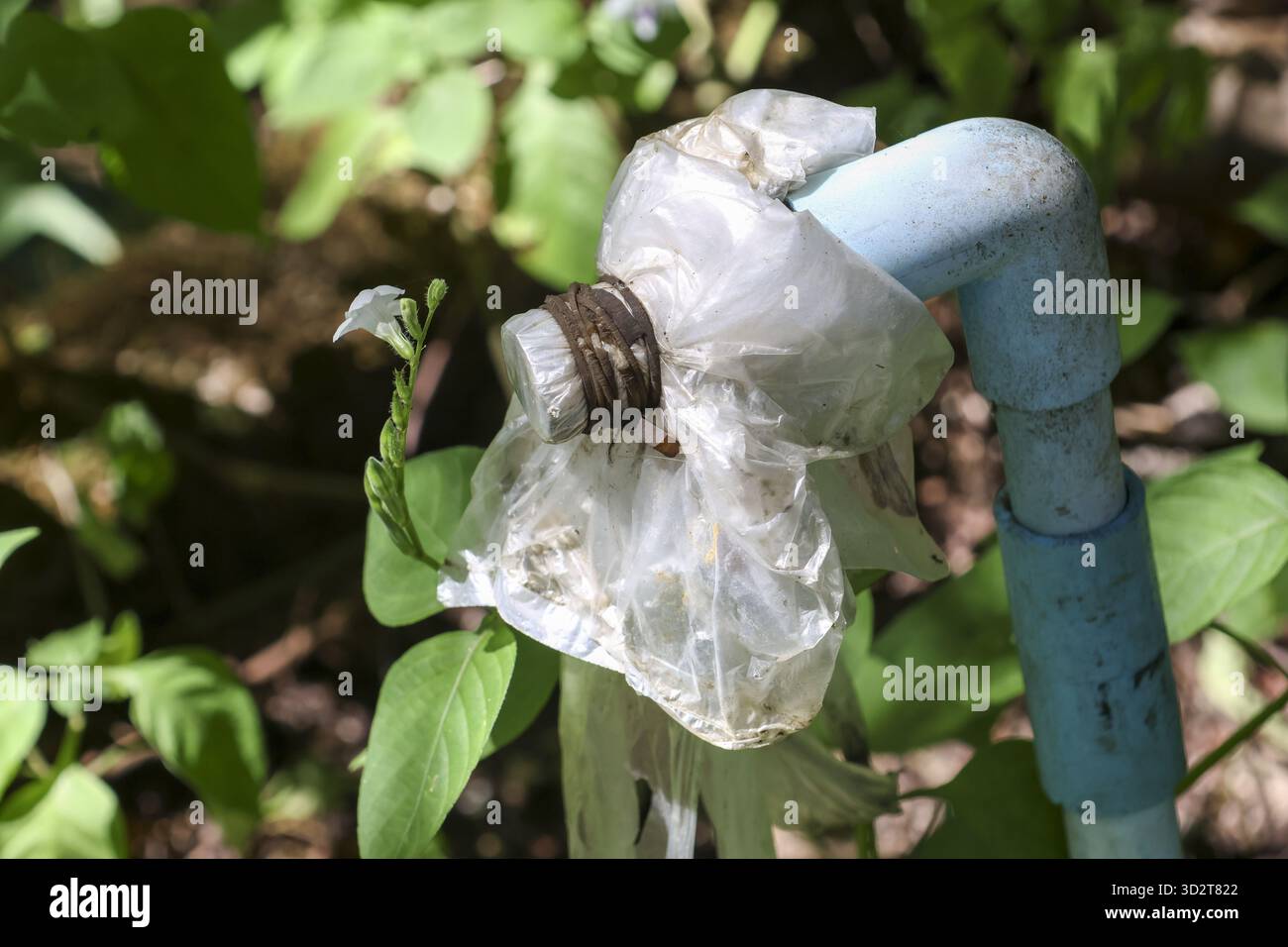 Nahaufnahme einer gebrochenen blauen Wasserleitung mit provisorischer Kunststoffreparatur. Die provisorische Behebung von undichten pvc-Rohren im Freien zeigt das Konzept der Vernachlässigung im Garten Stockfoto