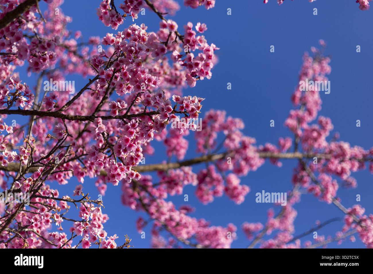 Leuchtend rosa Blüten, zarte Blüten und neue Blüten platzen vom Baumzweig gegen den klaren blauen Himmel. Wunderschöne Naturszene, die freudige Ankunft feiert Stockfoto