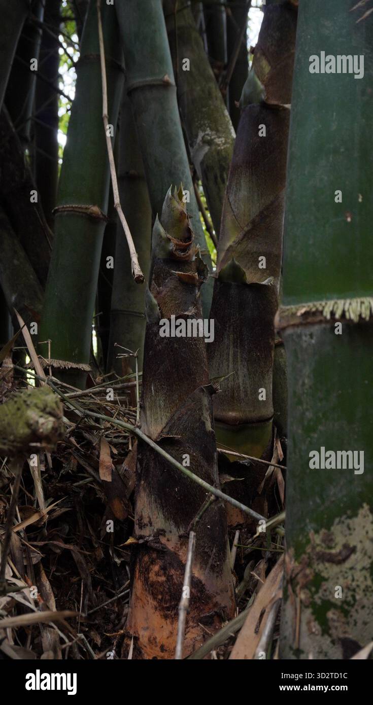 Bambussprossen bereit für die Ernte Stockfoto