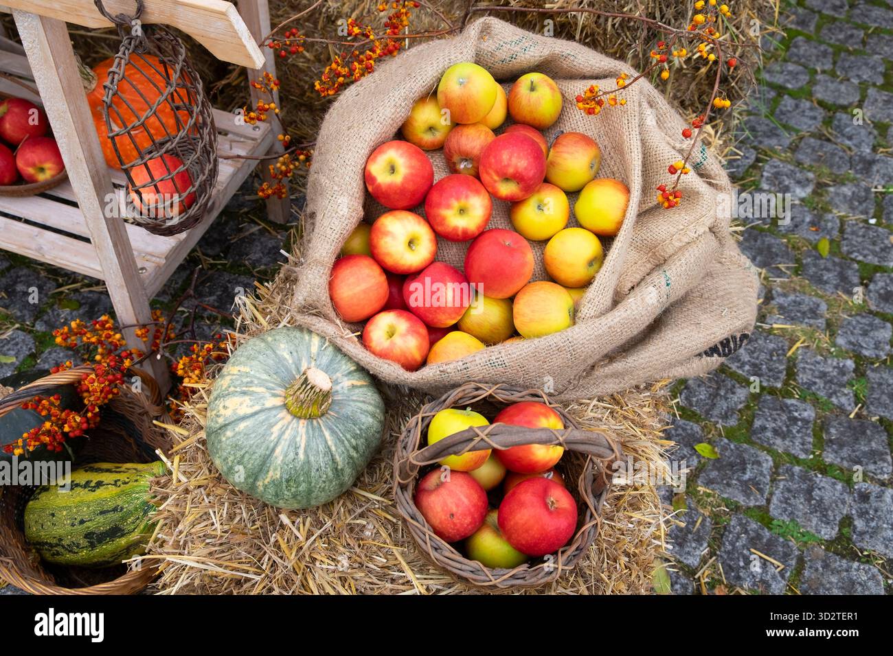 National Botanic Garden of Wales UK KATHY DEWITT Stockfoto