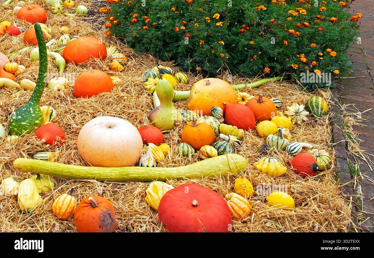 National Botanic Garden of Wales UK KATHY DEWITT Stockfoto