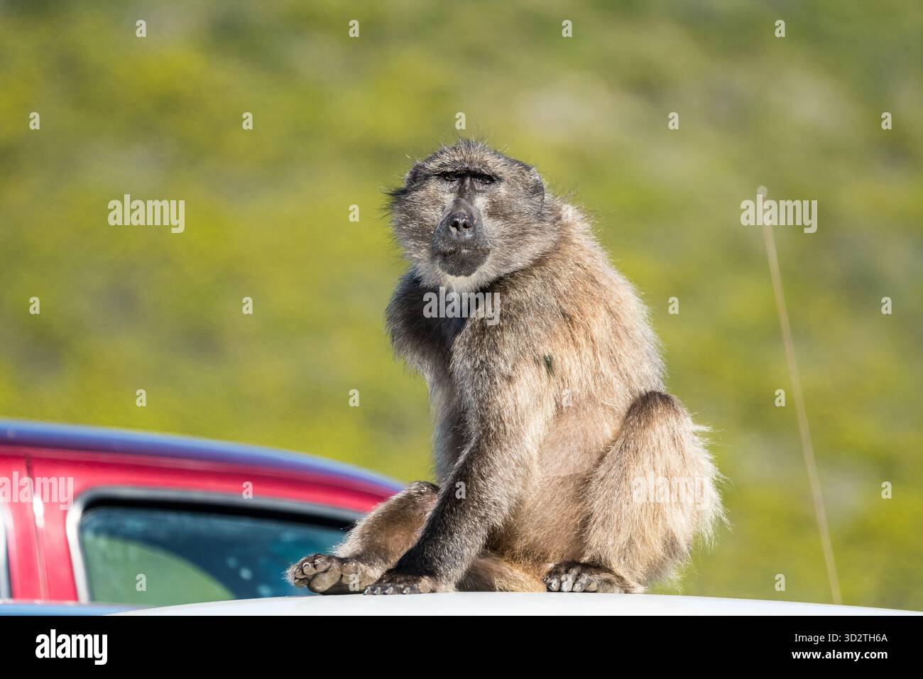 Chacma oder Cape Pavian (Papio ursinus) blickt direkt in die Kamera, während Sie auf dem Dach eines Autos im Cape Point Naturschutzgebiet oder Kap der Guten Hoffnung sitzen Stockfoto