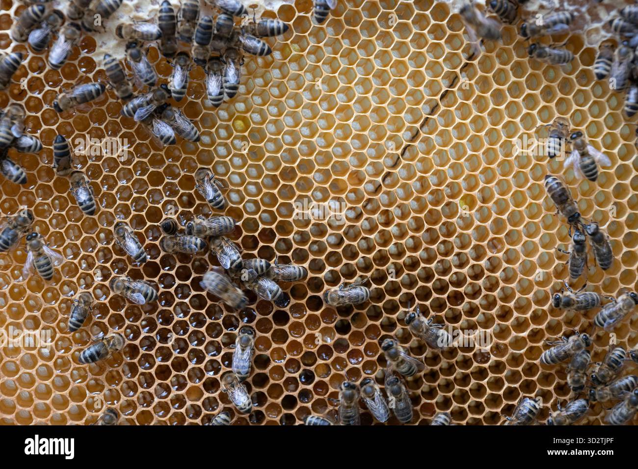 Bienenstock-Rahmen mit sechseckigem Muster mit Honigbienen. Stockfoto