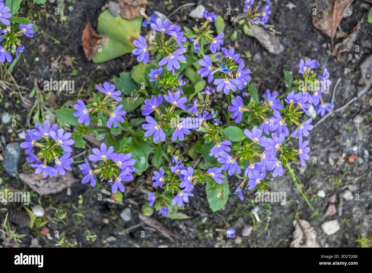 Scaevola aemula - Fee oder gewöhnliche Fächerblüte, blühende Pflanze in der Familie Goodeniaceae. Stockfoto