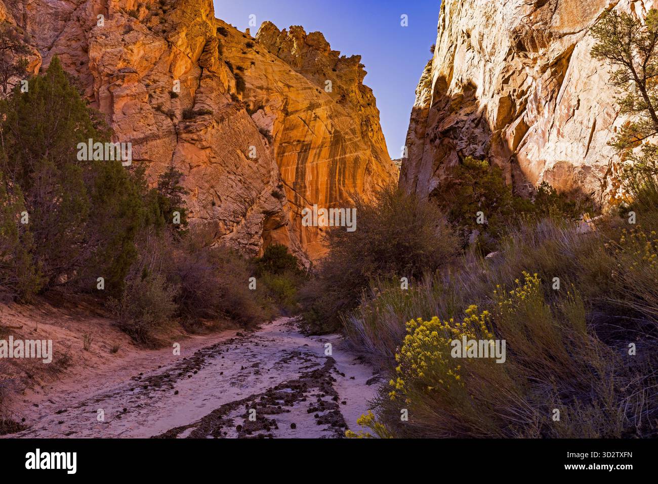 Der rote Felsen leuchtet im Sonnenlicht am südlichen Trailhead Eingang zu den Cottonwood Narrows, Grand Staircase National Monument, Kane County, Utah, USA. Stockfoto