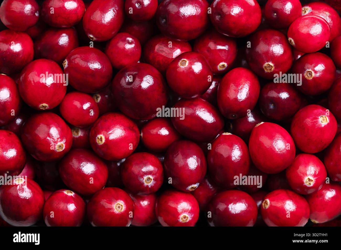 Frische große Preiselbeeren, Nahaufnahme, von oben. Auch bekannt als Bärenbeeren oder amerikanische Preiselbeeren. Reifer und hellroter Vaccinium Macrocarpon. Stockfoto