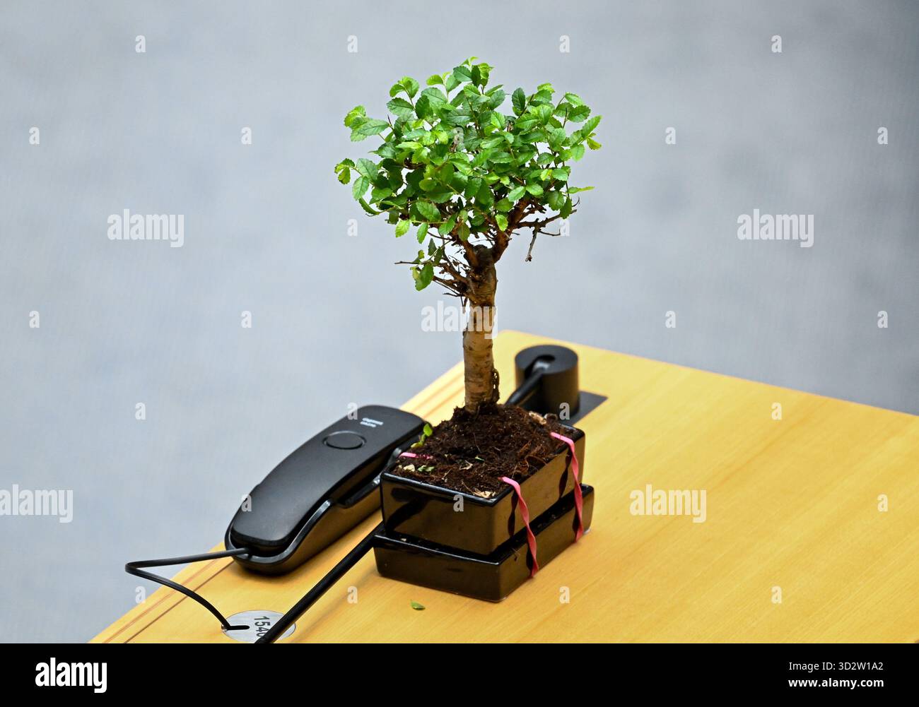 Berlin, Deutschland. November 2025. Die Vorsitzende der Berliner Bundestagsfraktion Jarasch aus Bündnis 90/die Grünen hat für die Sondersitzung des Repräsentantenhauses einen kleinen Baum auf ihren Schreibtisch gelegt. Auf der Tagesordnung steht die Diskussion über ein Gesetz zur Anpassung an den Klimawandel. Quelle: Soeren Stache/dpa/Alamy Live News Stockfoto