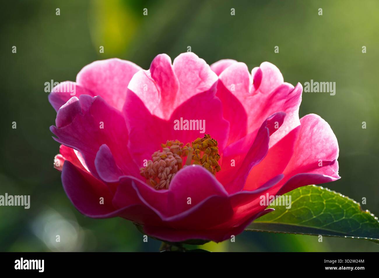 Dunkelrosa Kamelienblumen in einem Waldgarten Stockfoto