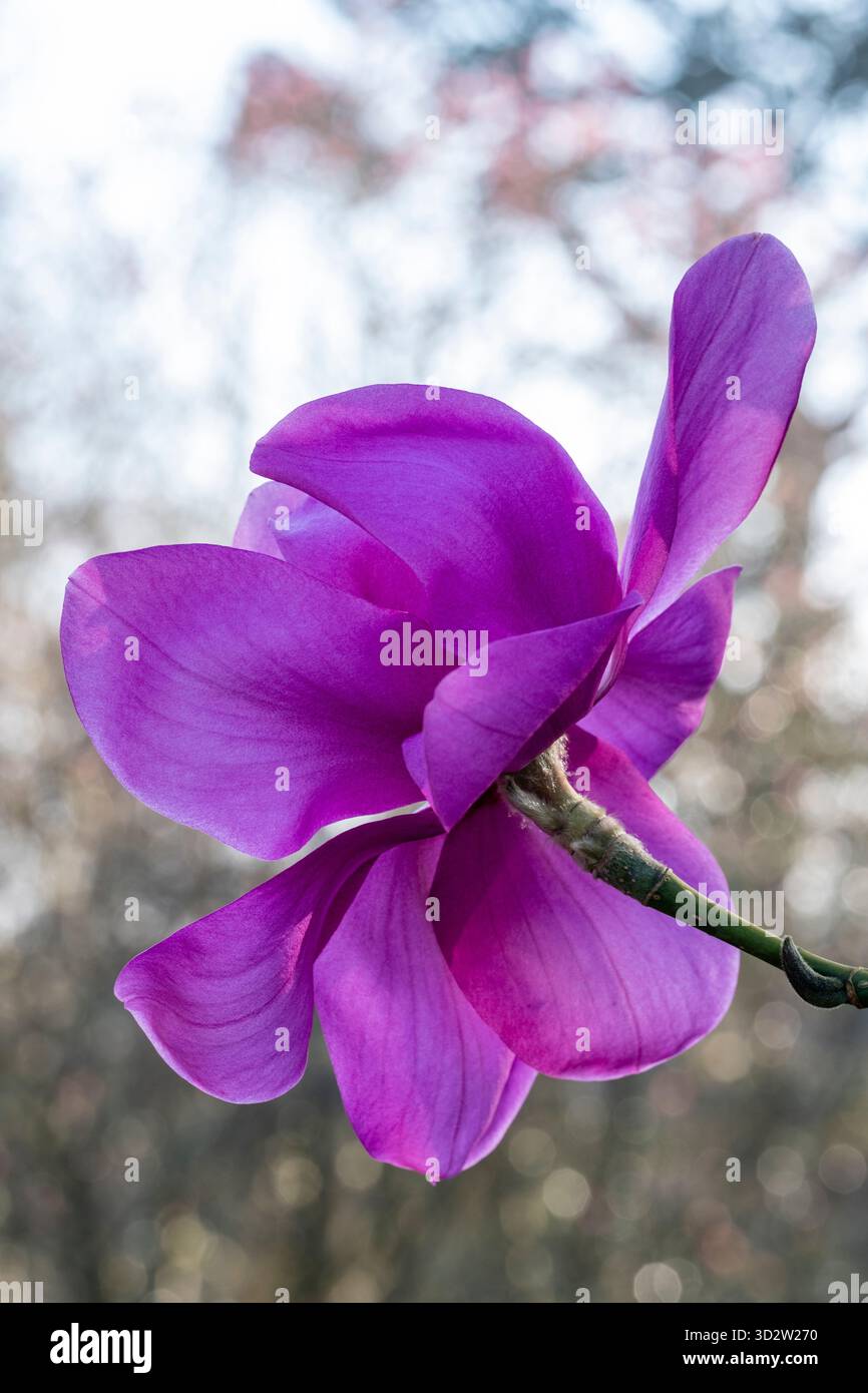 Magnolia „F.J. Williams“ Stockfoto