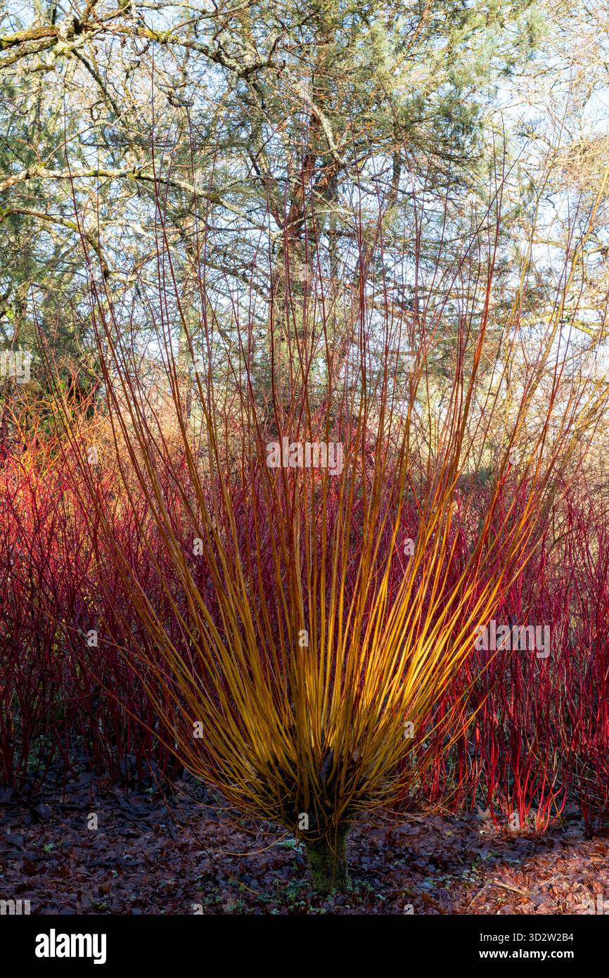 Salix alba „Hutchinson's Yellow“ Stockfoto