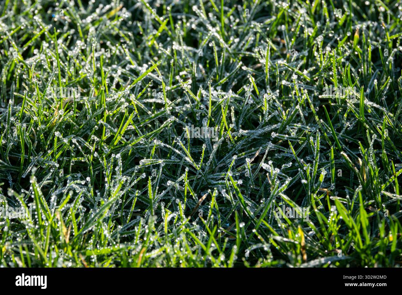Frostiges Rasengras Stockfoto