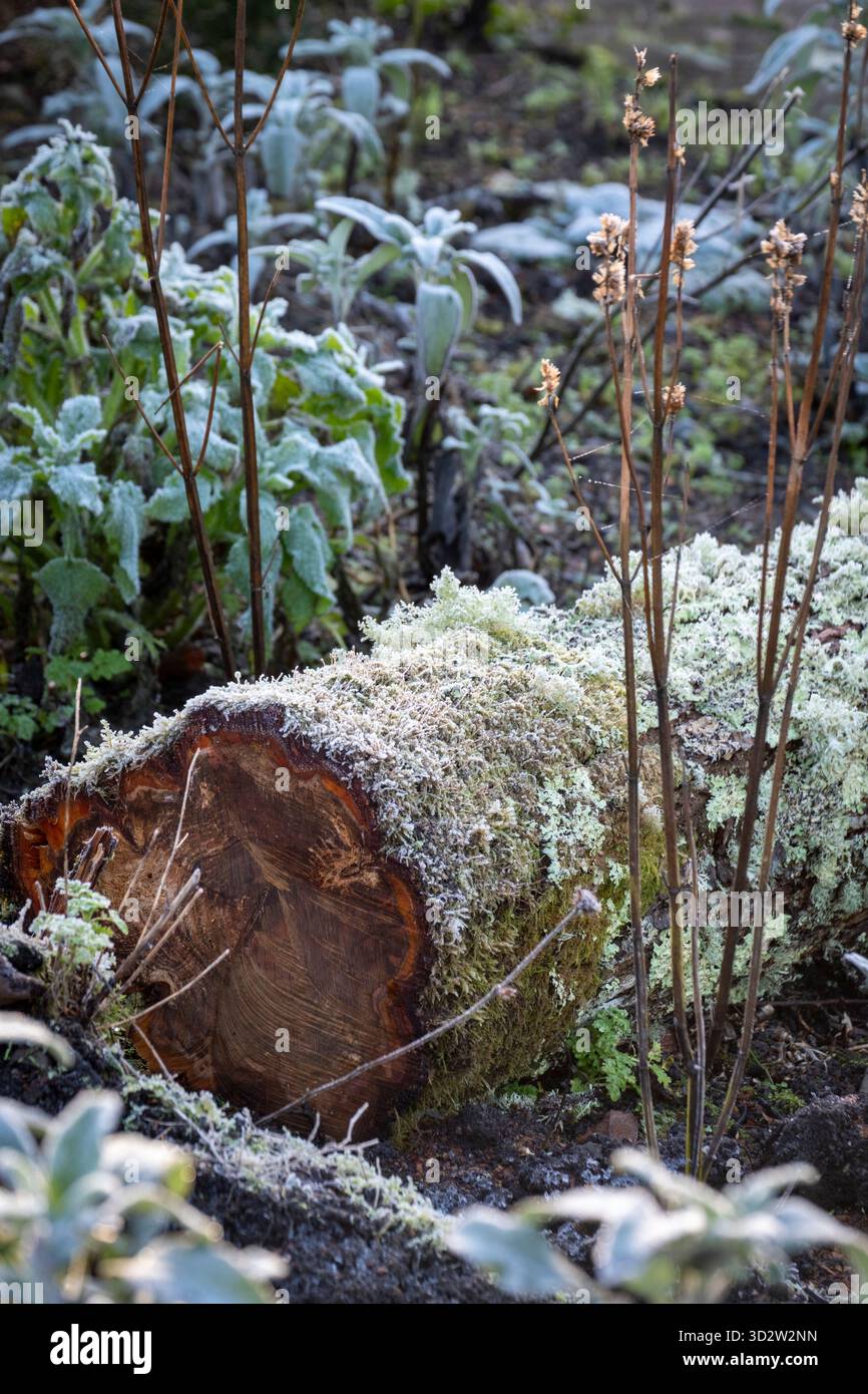 Flechten bedeckter Baumstamm in Gartengrenze, Winter Stockfoto