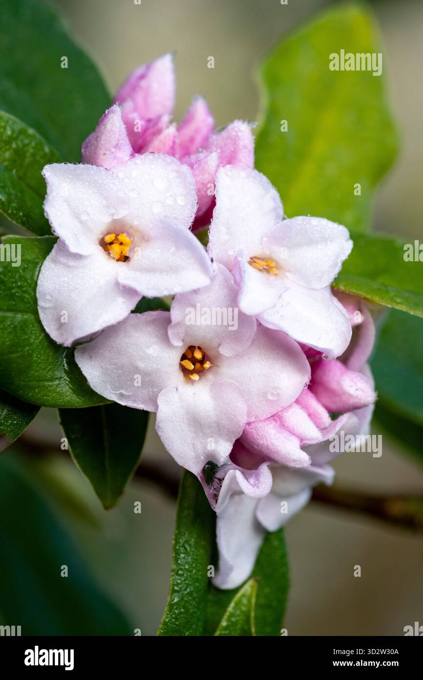 Daphne bholua „Jacqueline Postill“ blüht in einem Wintergarten, duftender immergrüner Sträucher mit rosa Blüten. Stockfoto