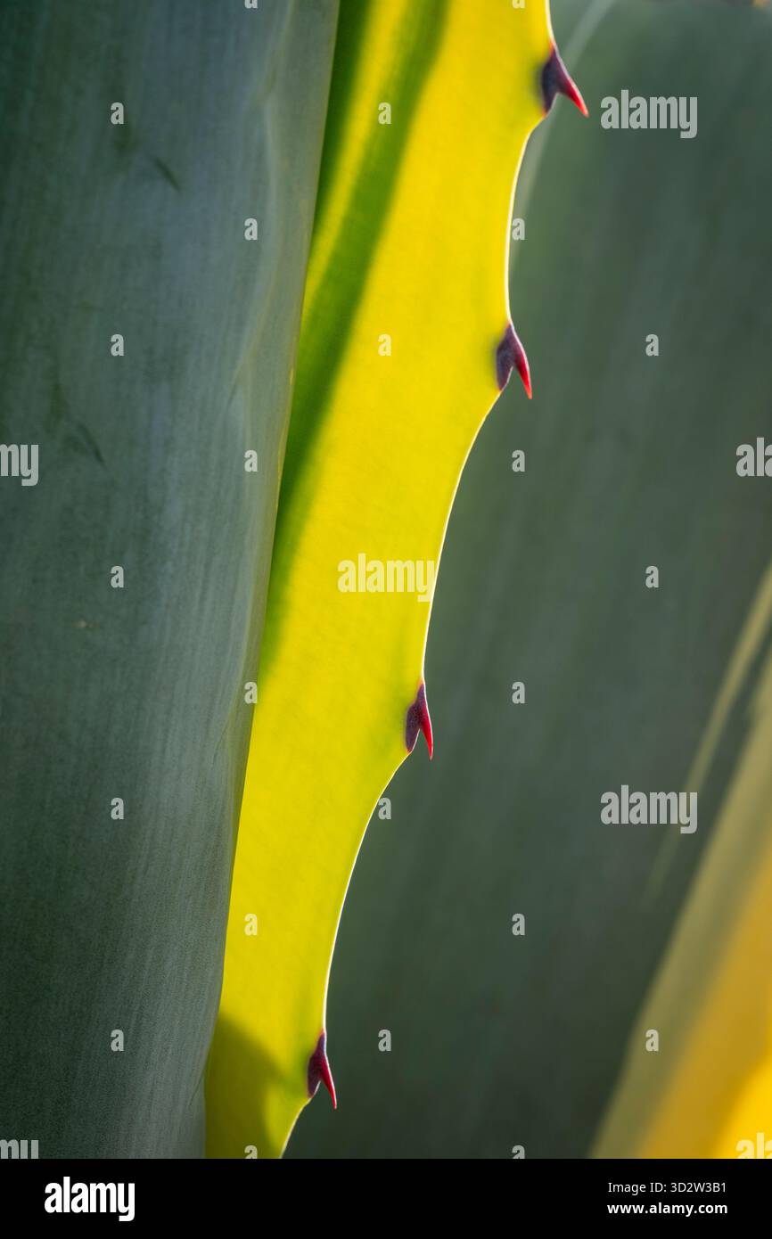 Agave green yellow spiky plant -Fotos und -Bildmaterial in hoher Auflsung   Alamy