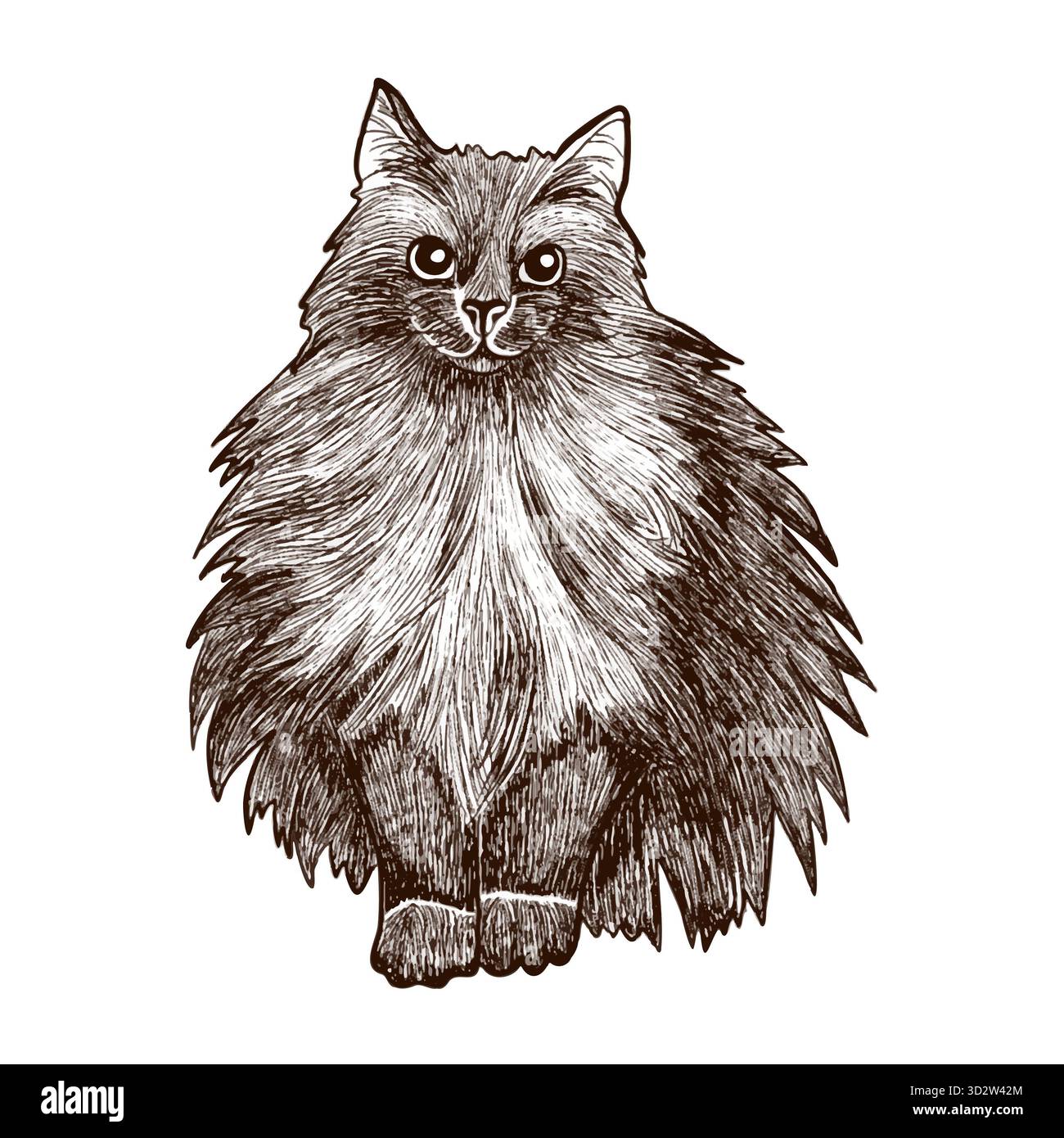 Eine handgezeichnete Vektor-Illustration einer flauschigen langhaarigen Katze im Vintage-Gravurstil. Perfekt für Tierillustrationen, antike Drucke, Verpackung DE Stockfoto