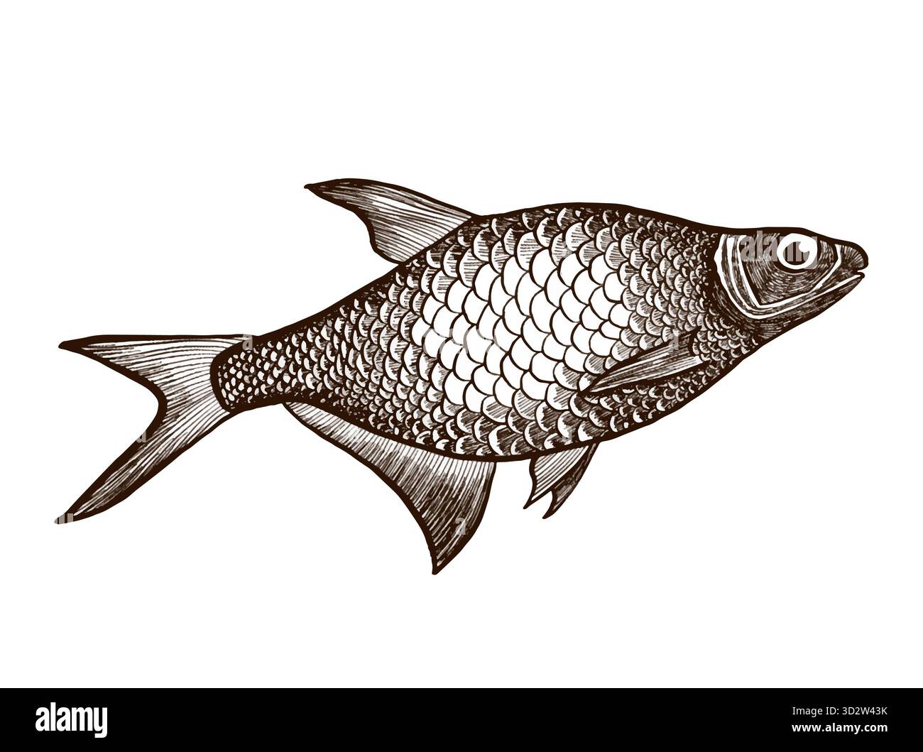 Eine realistische Vektorgrafik eines Fisches. Geeignet für Drucke, Logos und mehr. Stockfoto