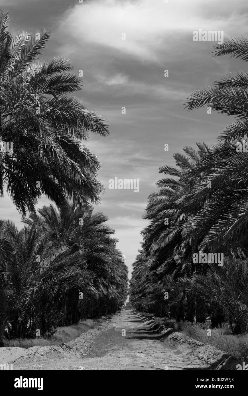 Dattelpalmen wachsen in der Wüstenlandschaft in Dateland, Arizona, USA. Stockfoto
