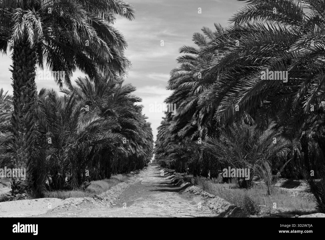 Dattelpalmen wachsen in der Wüstenlandschaft in Dateland, Arizona, USA. Stockfoto
