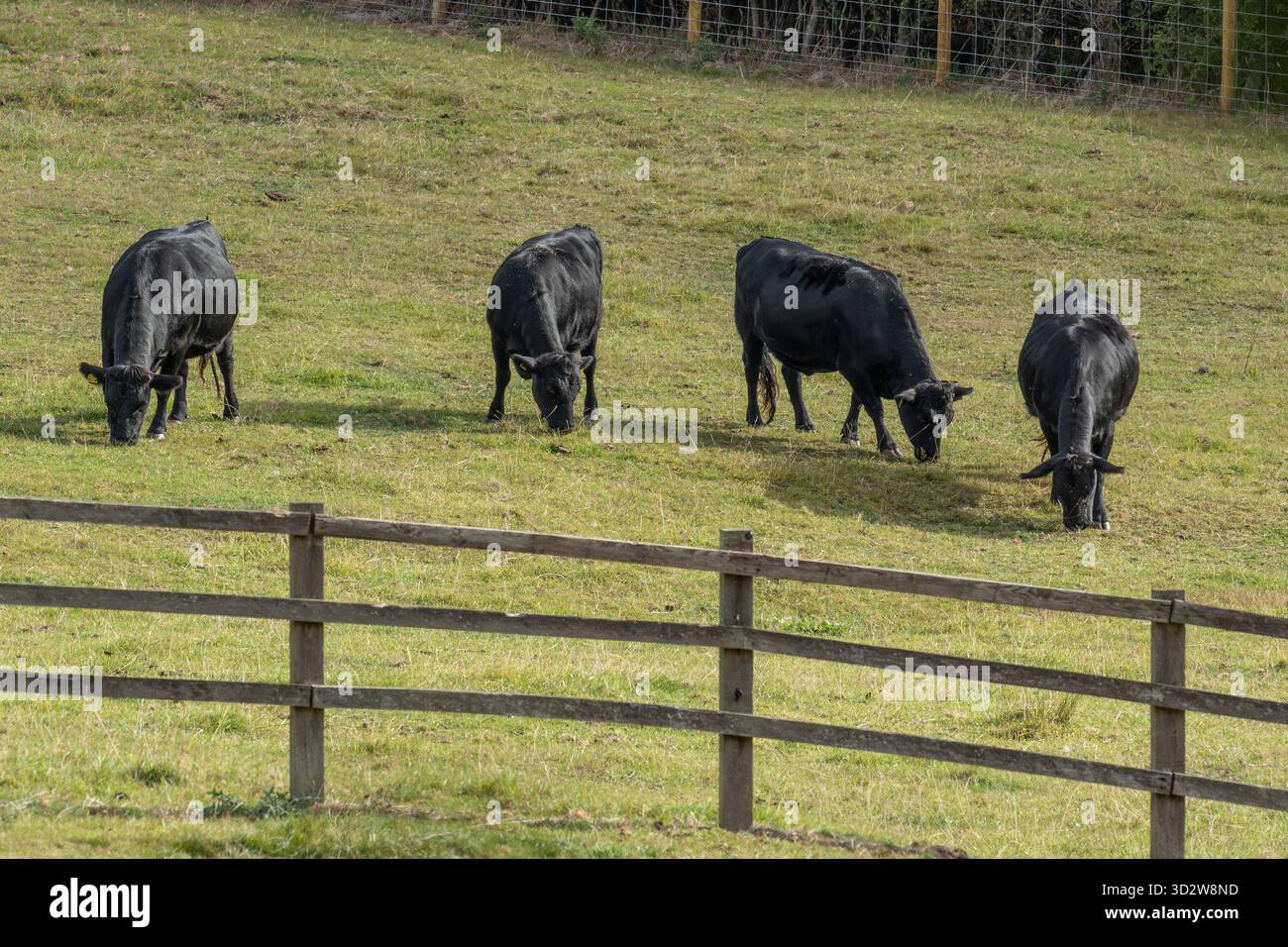 Schwarze Dexter-Kühe mit gelben Ohrmarken zur Identifizierung. Es handelt sich um eine irische Rasse von Kleinvieh. Stockfoto