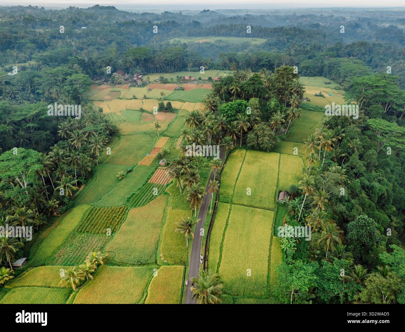 Luftaufnahme von Reisfeldern mit Palmen in einer grünen ländlichen Landschaft in Indonesien. Stockfoto