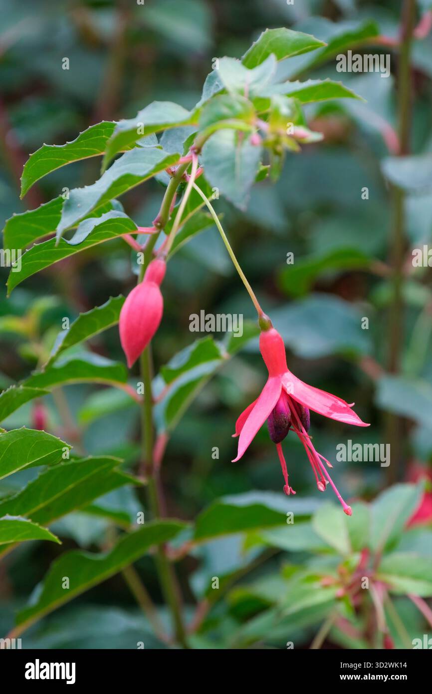 Fuchsia magellanica, Damenohrtropfen, einzelne Blüten mit Scharlachdekor und eine lila Korolla Stockfoto