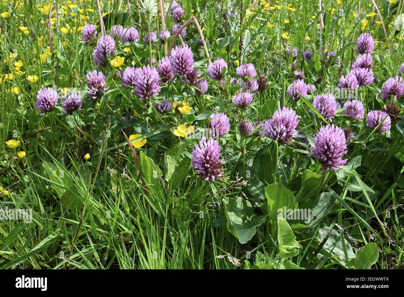 Rotklee (Trifolium Pratense) Stockfoto
