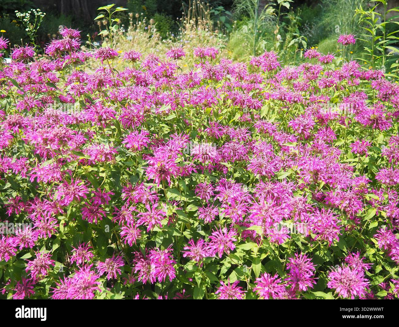 Monarda ist eine Gattung von blühenden Pflanzen in der Minzfamilie. Monarda werden in Beeten und Grenzen verwendet, um Kolibris, bestäubende Insekten und Insekten anzulocken Stockfoto