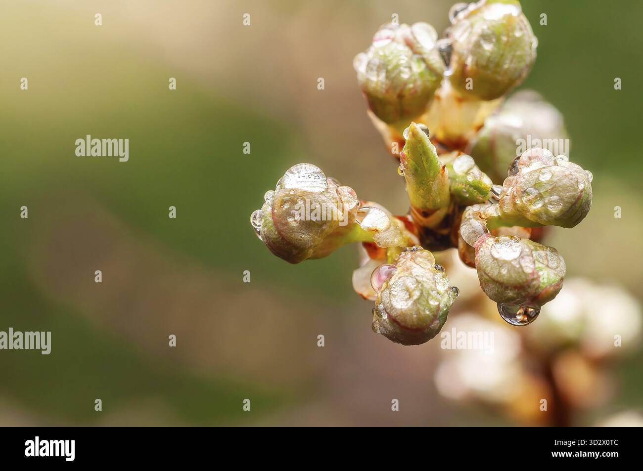 Nahaufnahme der Knospen eines mit frischem Morgentau bedeckten Baumzweigs, was den Beginn der Frühlingssaison signalisiert Stockfoto