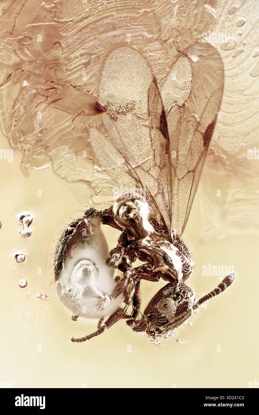 Geflügelte Myrmicinae-Ameiseneinschlüsse in Baltischen Bernstein mit sichtbar schöner Schichtstruktur des fossilen Harzes Stockfoto