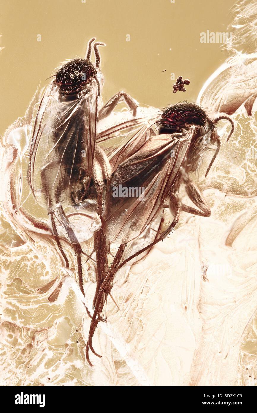 Paarung von Pilzmücken (Mycetophilidae) in Ostseebarnstein, detaillierter Einschluss von Copula-Fossilien mit erhaltenen Körperstrukturen Stockfoto