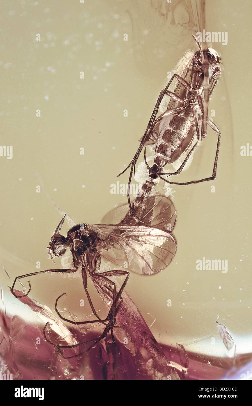 Paarung von Pilzmücken (Mycetophilidae) mit baltischem Bernsteineinschluss, gut erhaltenes Copula-Fossil mit empfindlichen Insektendetails Stockfoto