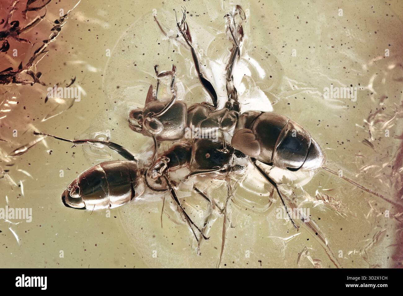Zwei Ameisen Formicidae nebeneinander in Eozän baltischem Bernstein, mit detaillierten Körpern und Harzschichten Stockfoto