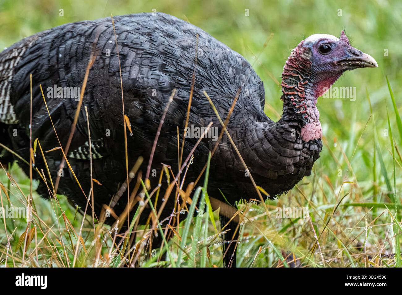 Wilde truthahn (Meleagris gallopavo) in Cades Cove bei Townsend, Tennessee, im Great Smoky Mountains National Park. (USA) Stockfoto