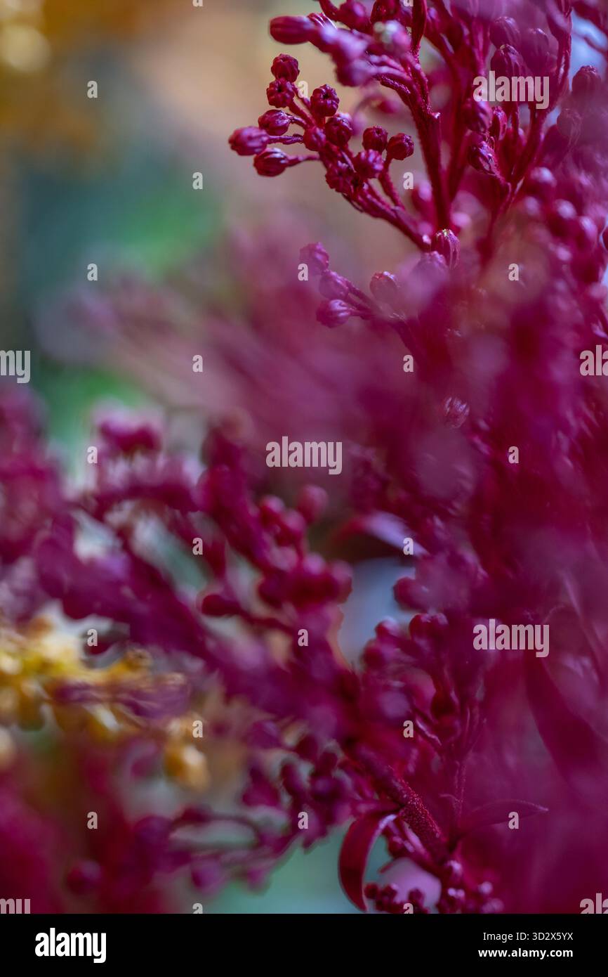 Makroansicht von magentafarbenen Blumenkernen mit sanftem Fokus und warmen Herbsttönen, die ein Gefühl von Tiefe, Farbharmonie und natürlicher Eleganz schaffen. Stockfoto
