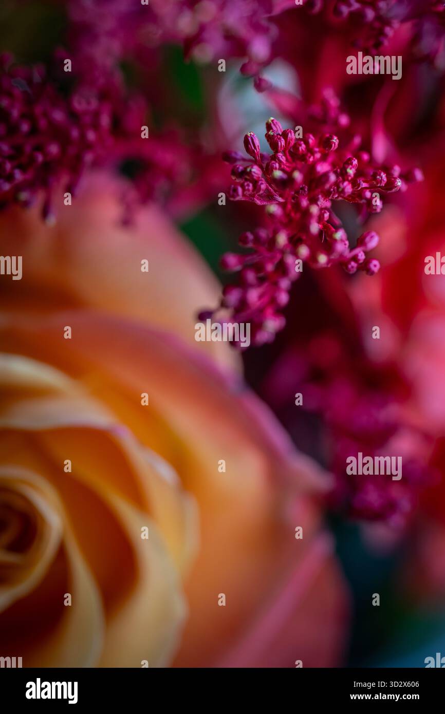 Nahaufnahme von Bernstein- und Magenta-Blüten in sanfter Schärfe mit warmen Tönen und sanfter Tiefe, die die Farbharmonie und Emotionen des Herbstes einfangen. Stockfoto