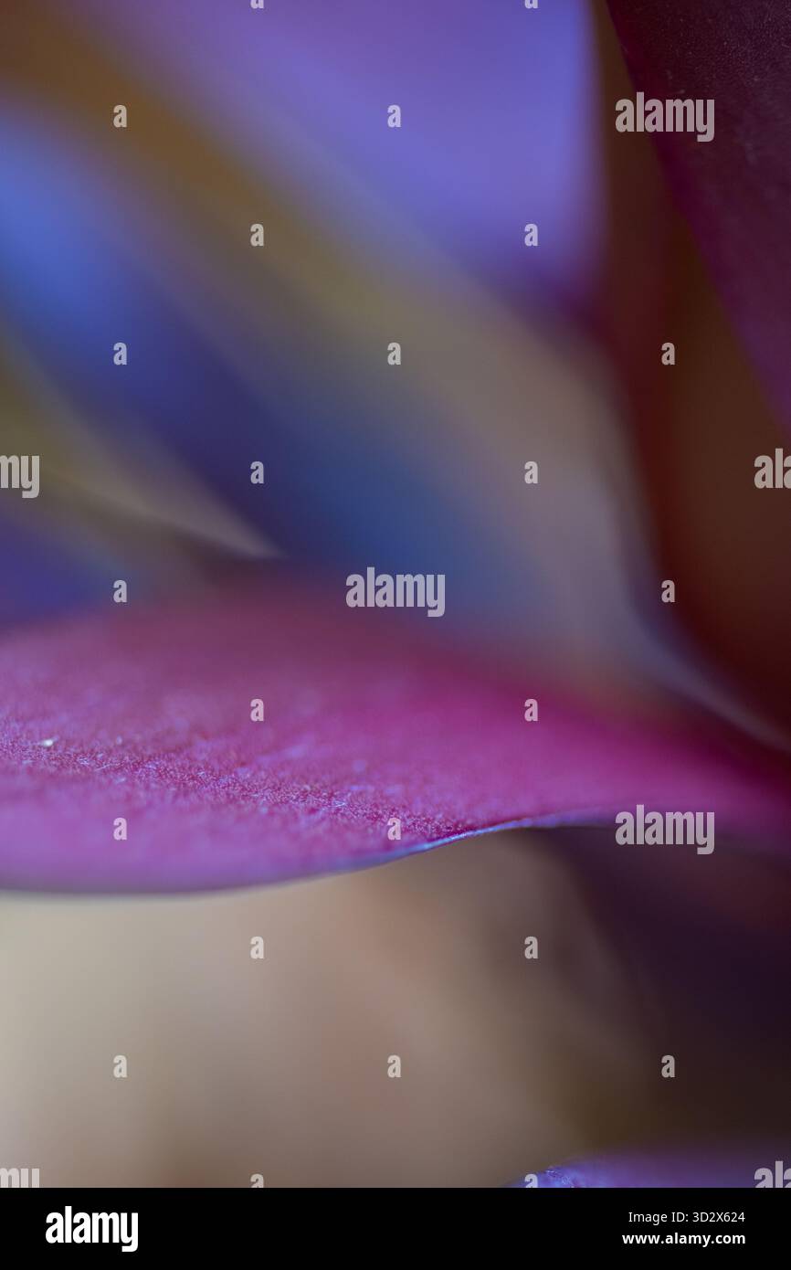 Abstrakte Nahaufnahme von violetten und blauen Blüten mit sanften Verläufen und zarter Textur, die ruhige Emotionen und natürliche Eleganz in Herbsttönen vermittelt. Stockfoto
