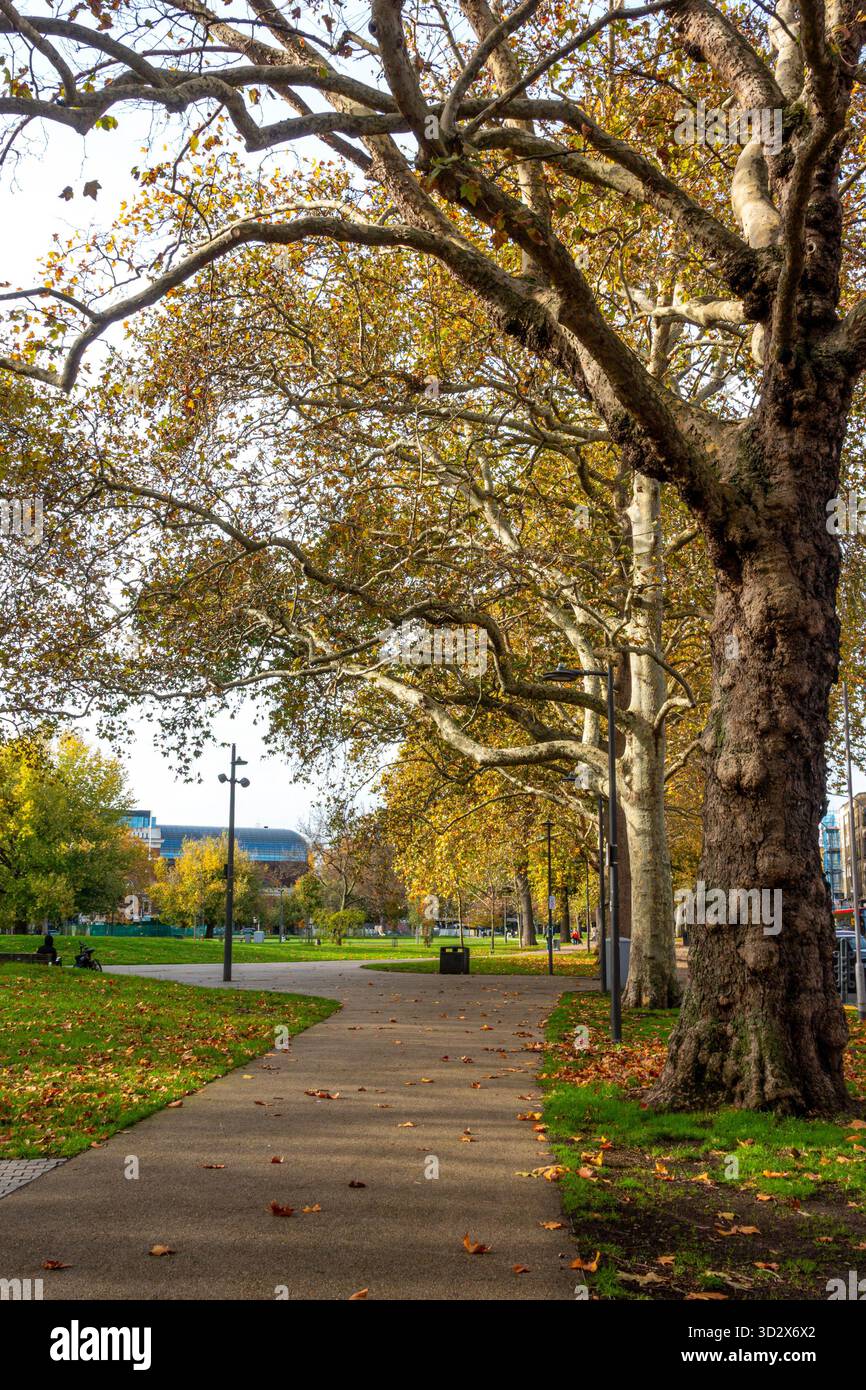 Goldbraune Herbstblätter auf den Bäumen in Shepherds Bush Green, London, Großbritannien Stockfoto