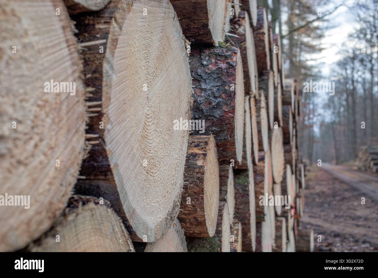 Im Winter gestapelte Baumstämme entlang des Waldweges Stockfoto