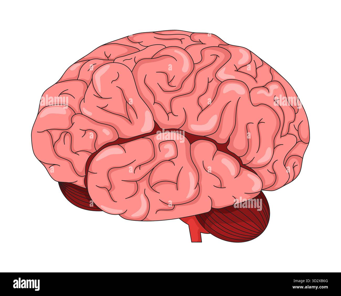 2D-Vektor-Illustration des menschlichen Gehirns in lateraler Ansicht Stock Vektor
