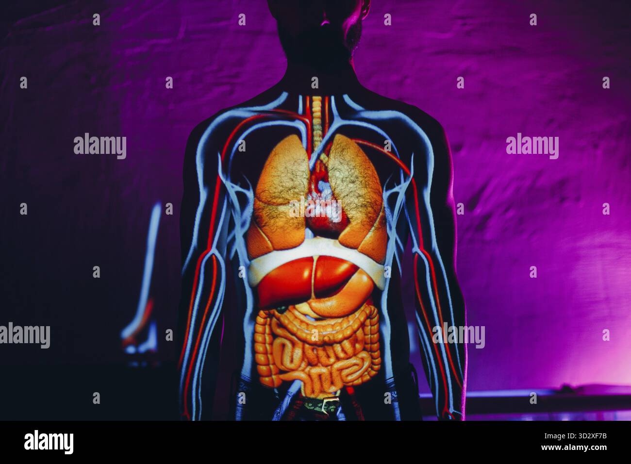 Menschliche Anatomie innere Organe am menschlichen Körper Stockfoto