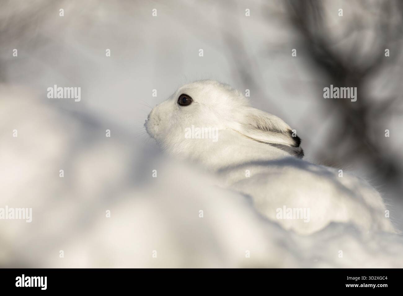 Der Berg hase Lepus timidus, auch als blaue, Tundra, Variable, weiß, Schnee, alpine und Irische Hase bekannt. Hier in seinem Wintermantel, mit weißem Pelz Stockfoto