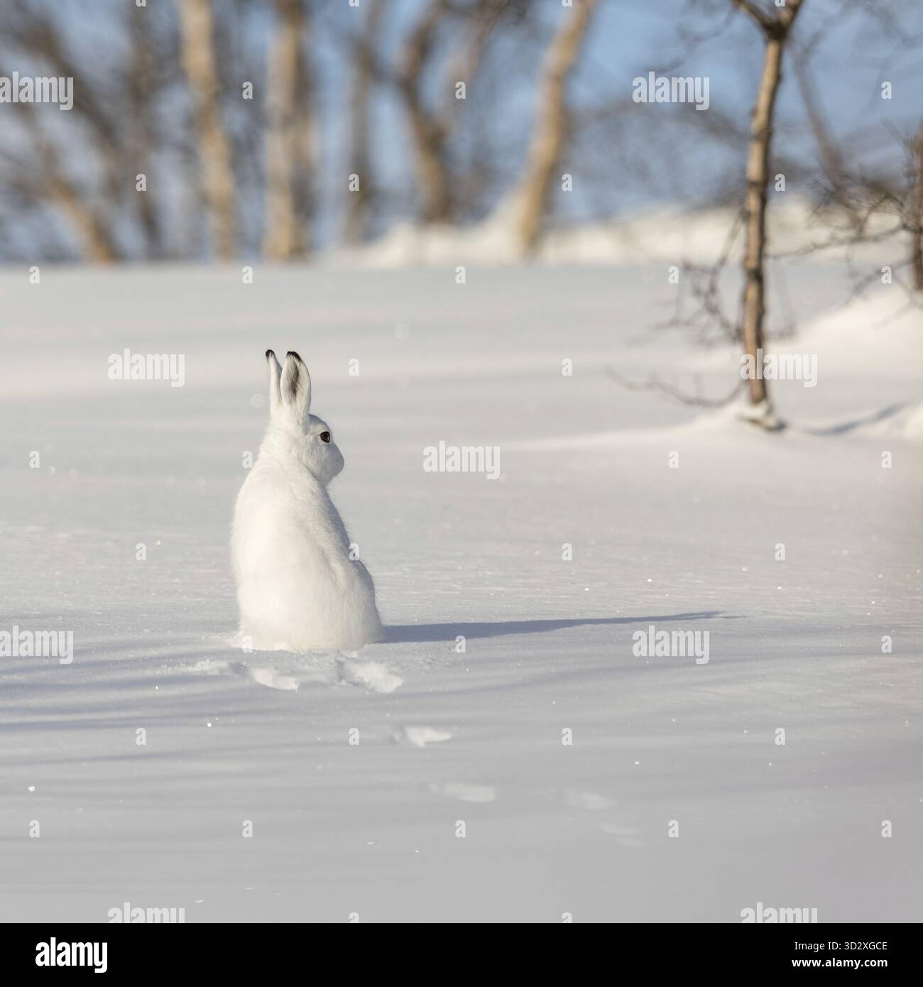 Der Berg hase Lepus timidus, auch als blaue, Tundra, Variable, weiß, Schnee, alpine und Irische Hase bekannt. Hier in seinem Wintermantel, mit weißem Pelz Stockfoto