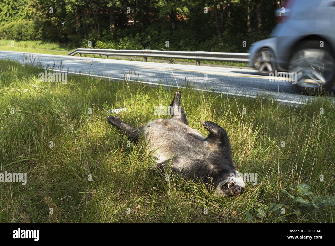 Toter Dachs, Melekilled mit dem Auto, liegend mit seinen Beinen in der Luft an der Straße. Ein Auto, das nicht scharf ist und im horizontalen Hintergrundbild fährt Stockfoto