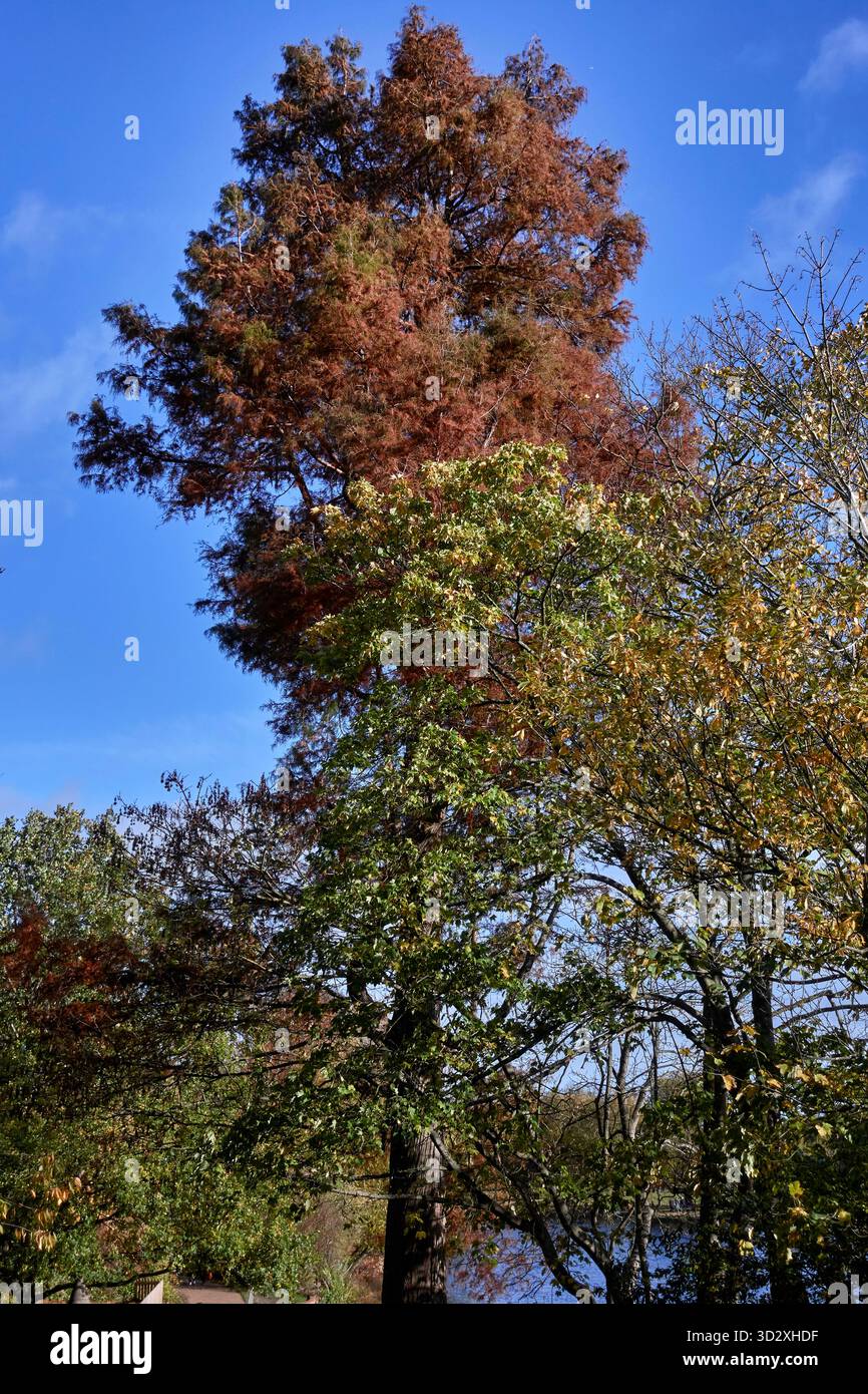Herbstbaum UK Stockfoto