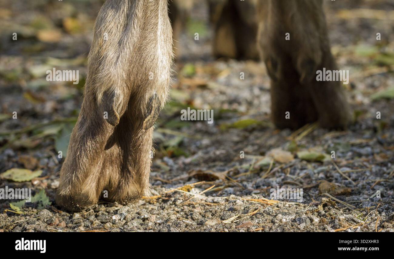 Elch oder Europäischen Elch, Alces Alces, Hufe, von hinten gesehen, horizontale Bild Stockfoto